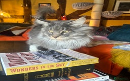 Maine Coon cats for sale: Chunky and fluffy Mainecoon kittens - Image 26