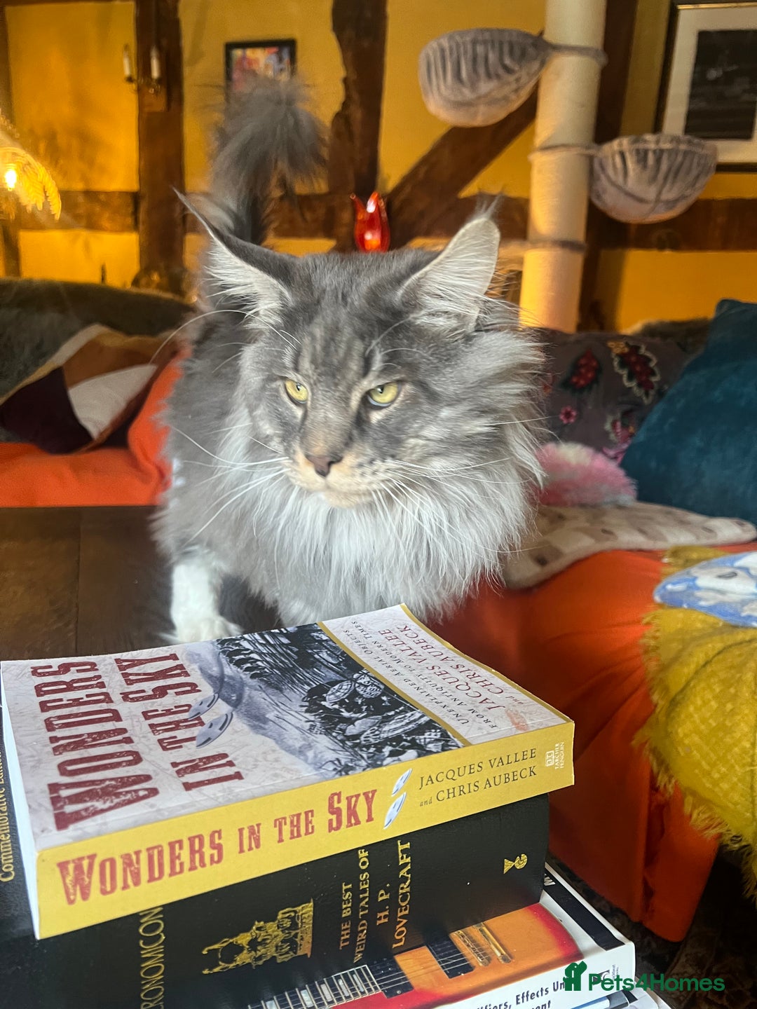 Maine Coon cats for sale: Chunky and fluffy Mainecoon kittens - Image 26