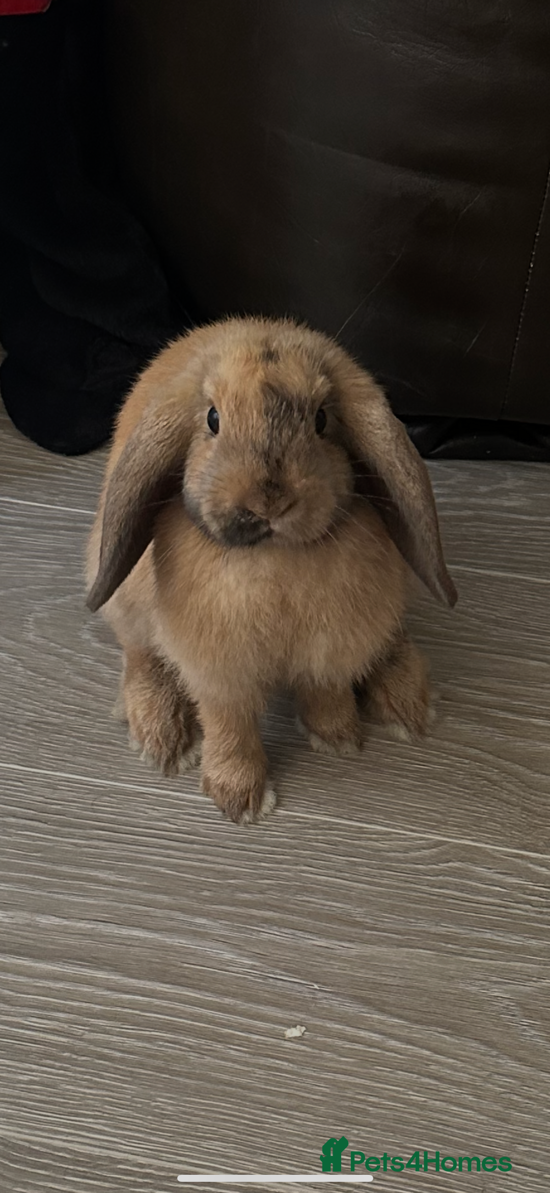 Mini Lop rabbits for sale: Male Mini Lop For Sale - Advert 1