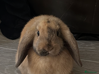 Mini Lop rabbits Male Mini Lop For Sale - Advert 1
