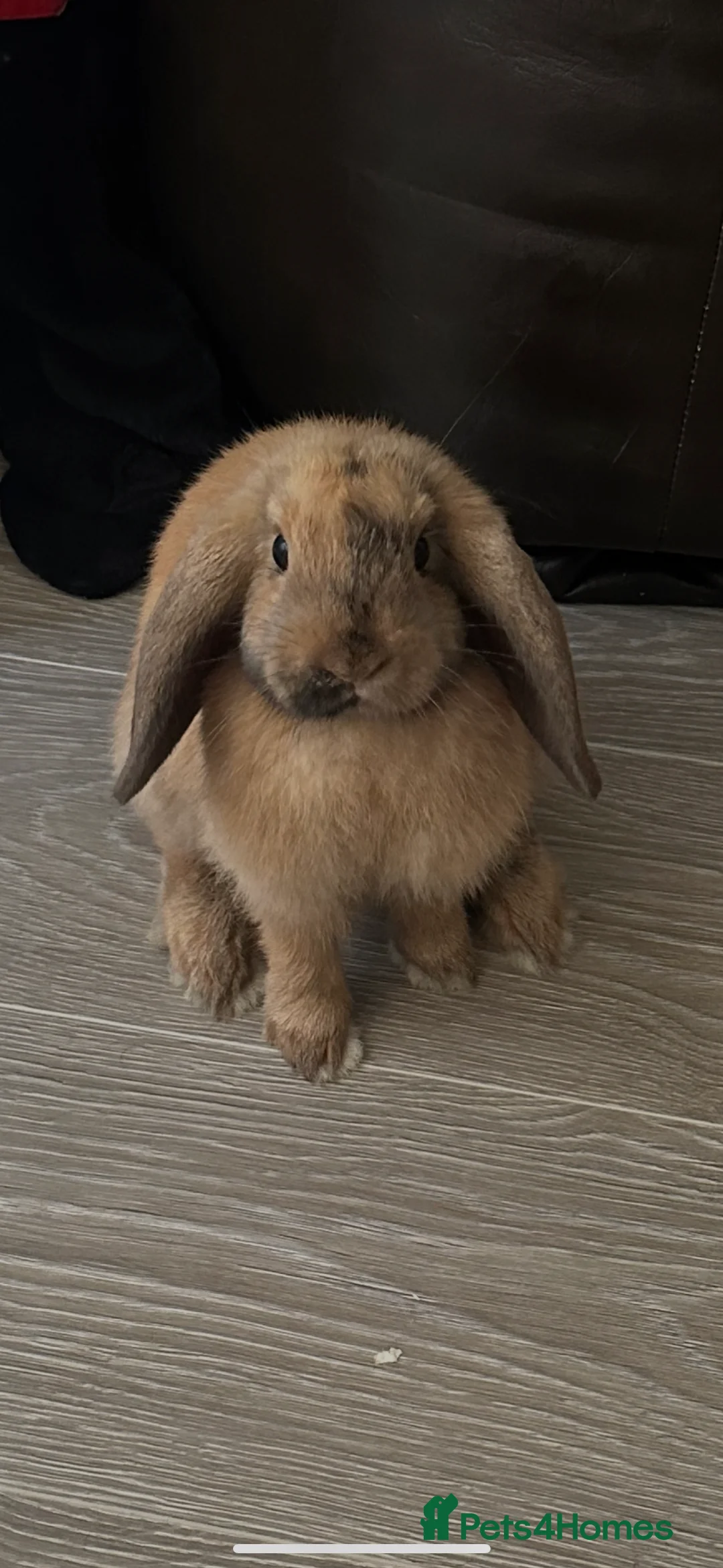 Mini Lop rabbits for sale: Male Mini Lop For Sale - Advert 1