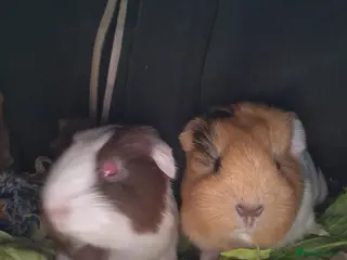 Guinea Pig rodents 💙2 shelte breed💙 / 24nd mar 26 - Advert 15