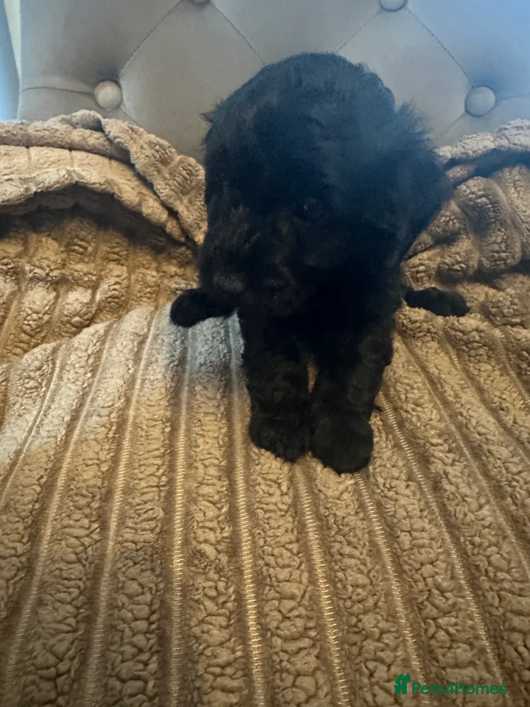 Cockapoo dogs for sale: Beautiful F1B cockapoo puppies  in Rochford - Advert 2