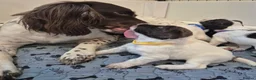 English Springer Spaniel dogs for sale: Working English Springer Spaniel pups boys in Bridgwater - Advert 5