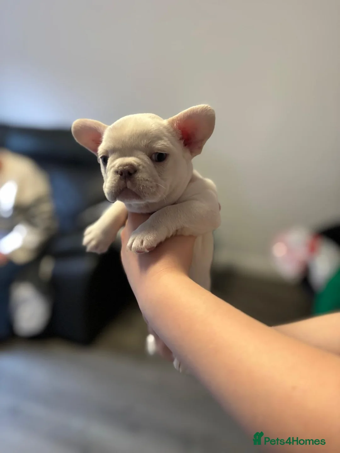 French Bulldog dogs for sale: Ready - Lilac Platinum - Fluffy Carriers - Advert 6