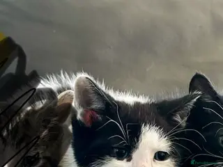 Mixed Breed cats 1 Kitten left ready now - Advert 14