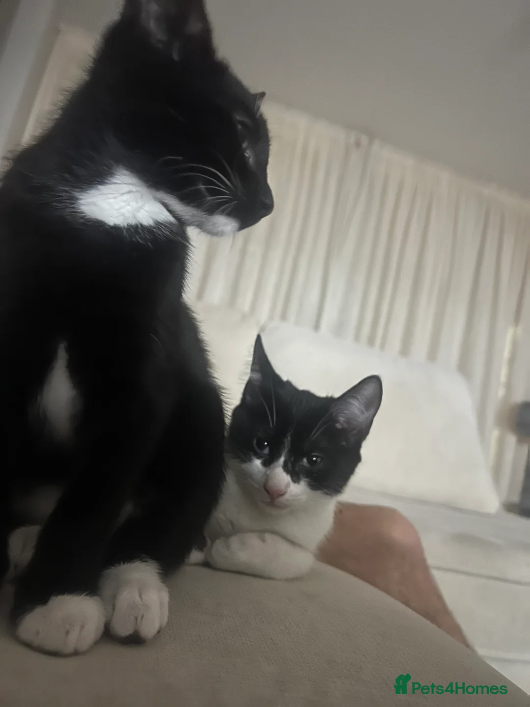 British Shorthair cats for sale: tom and jerry in Newbury - Advert 4