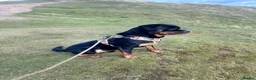 Rottweiler dogs for stud: 3 year old male for stud in exchange for a puppy  in Worcester - Advert 16