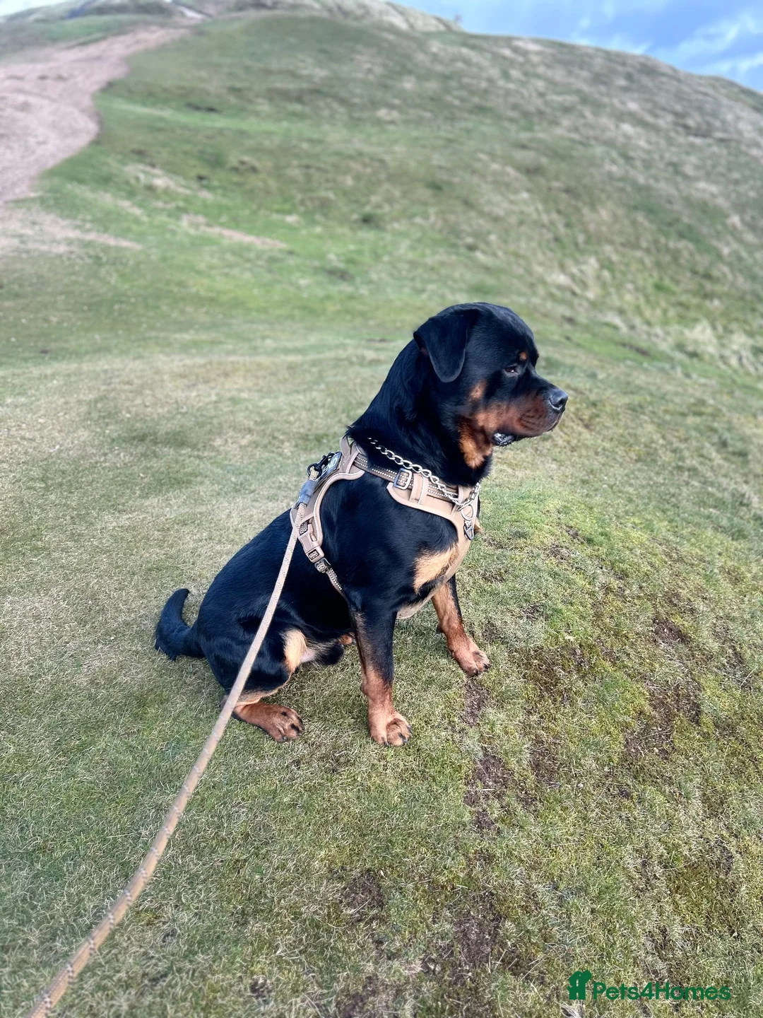 Rottweiler dogs for stud: 3 year old male for stud in exchange for a puppy  in Worcester - Advert 16