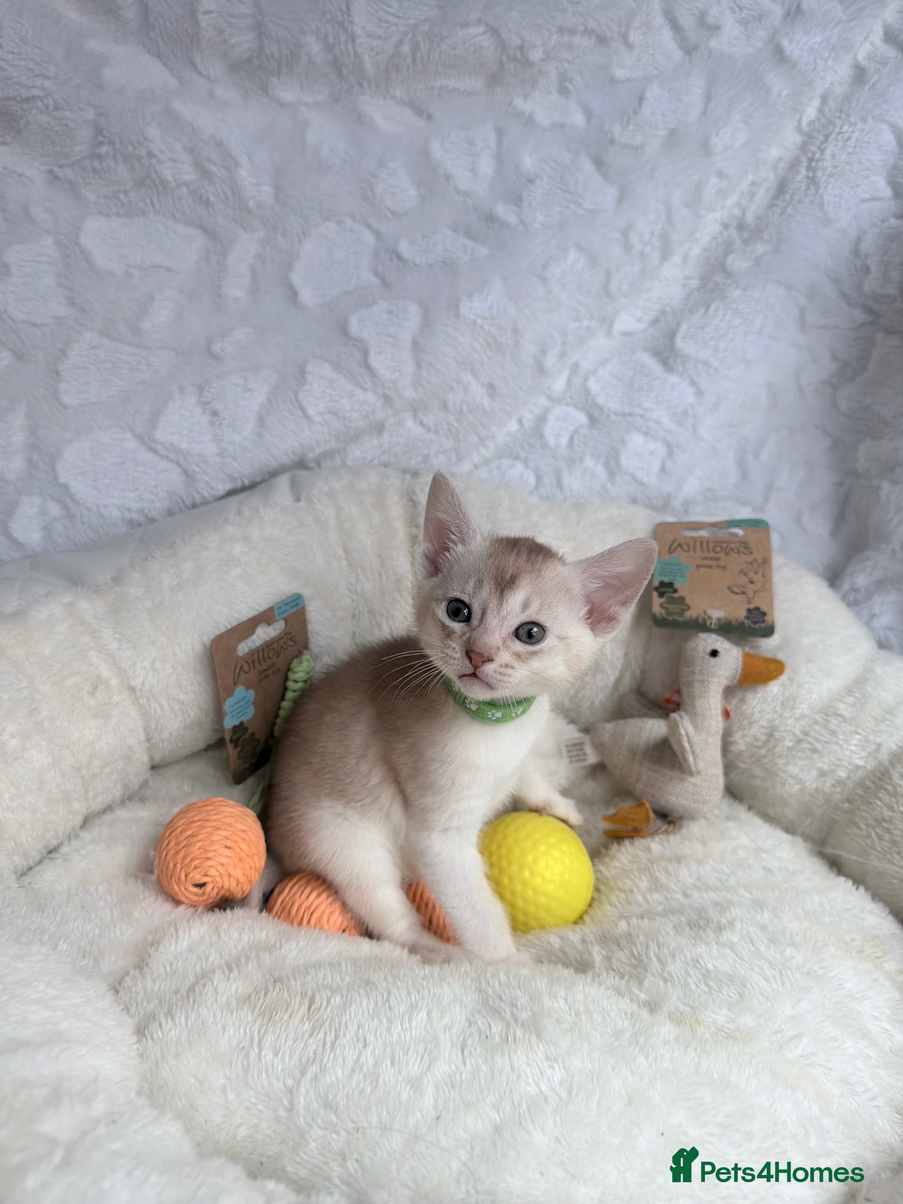 Abyssinian cats for sale: 🏆✨ CHAMPION Silver Cinnamon  Abyssinian  ✨🏆❤️ - Advert 33