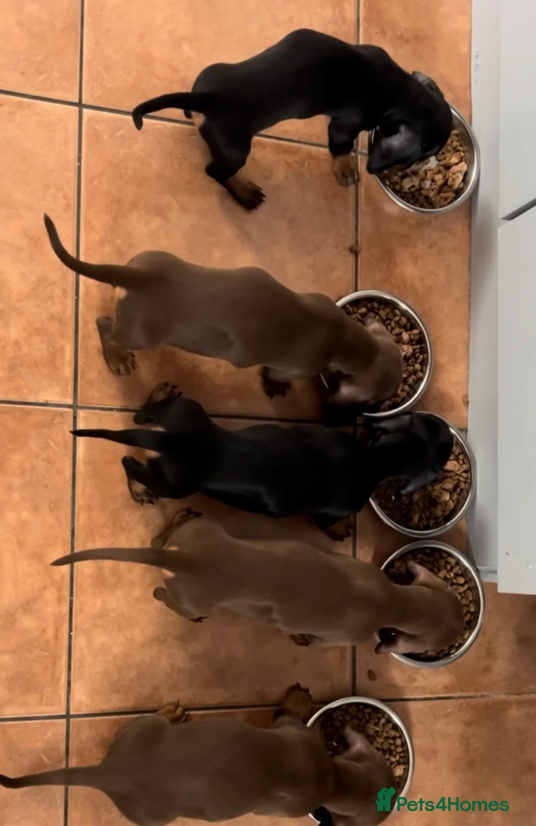 Miniature Dachshund dogs for stud: Stud Only, Proven Stud, KC, Please read - Advert 9