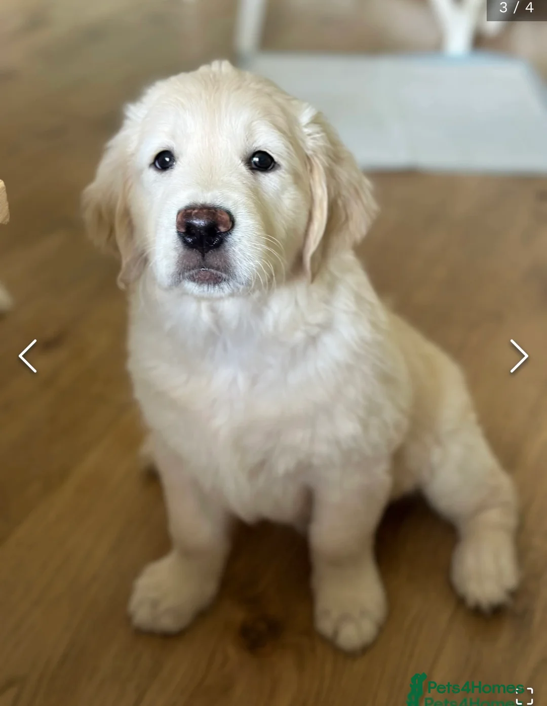 Golden Retriever dogs for sale: February Litter Announcement  - Advert 13
