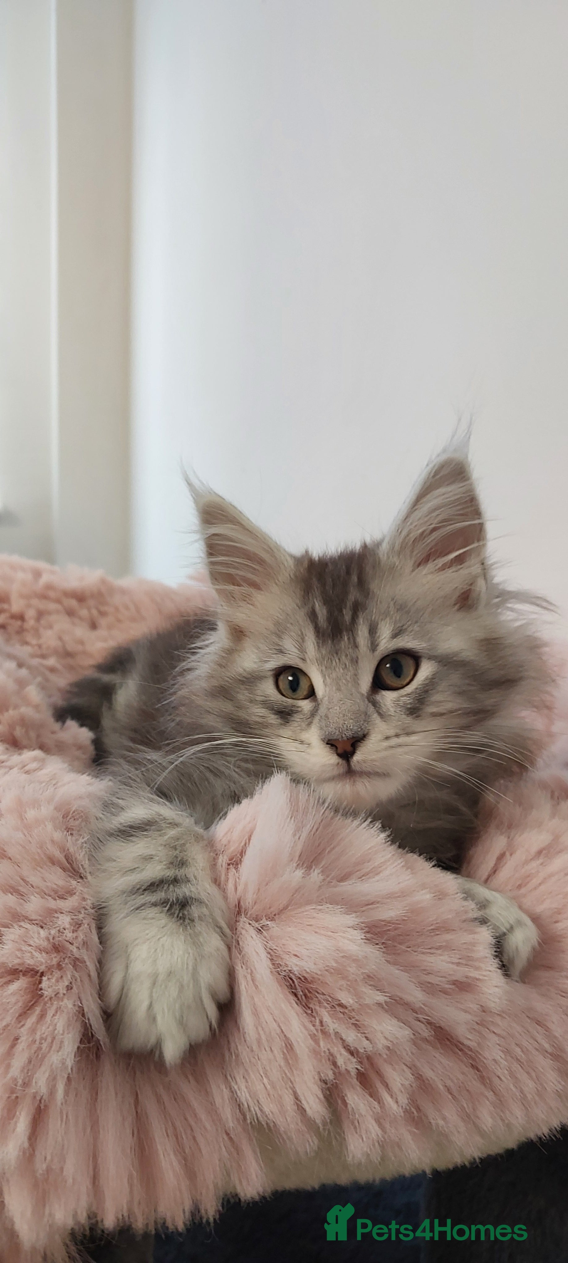 Maine Coon cats TICA REGISTERED DNA CLEAR MAINE Coons 🐈🐈🐈 - Advert 3