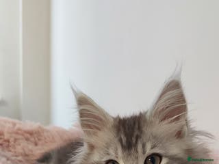 Maine Coon cats TICA REGISTERED DNA CLEAR MAINE Coons 🐈🐈🐈 - Advert 3