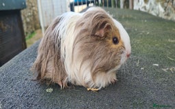 Guinea Pig rodents for sale: Pair of female sheltie Guinea pigs  - Advert 4