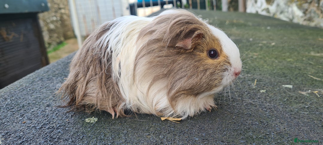 Guinea Pig rodents for sale: Pair of female sheltie Guinea pigs  - Advert 4