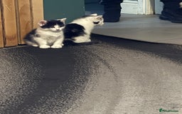 Mixed Breed cats for sale: Two kittens available for new homes  - Image 6