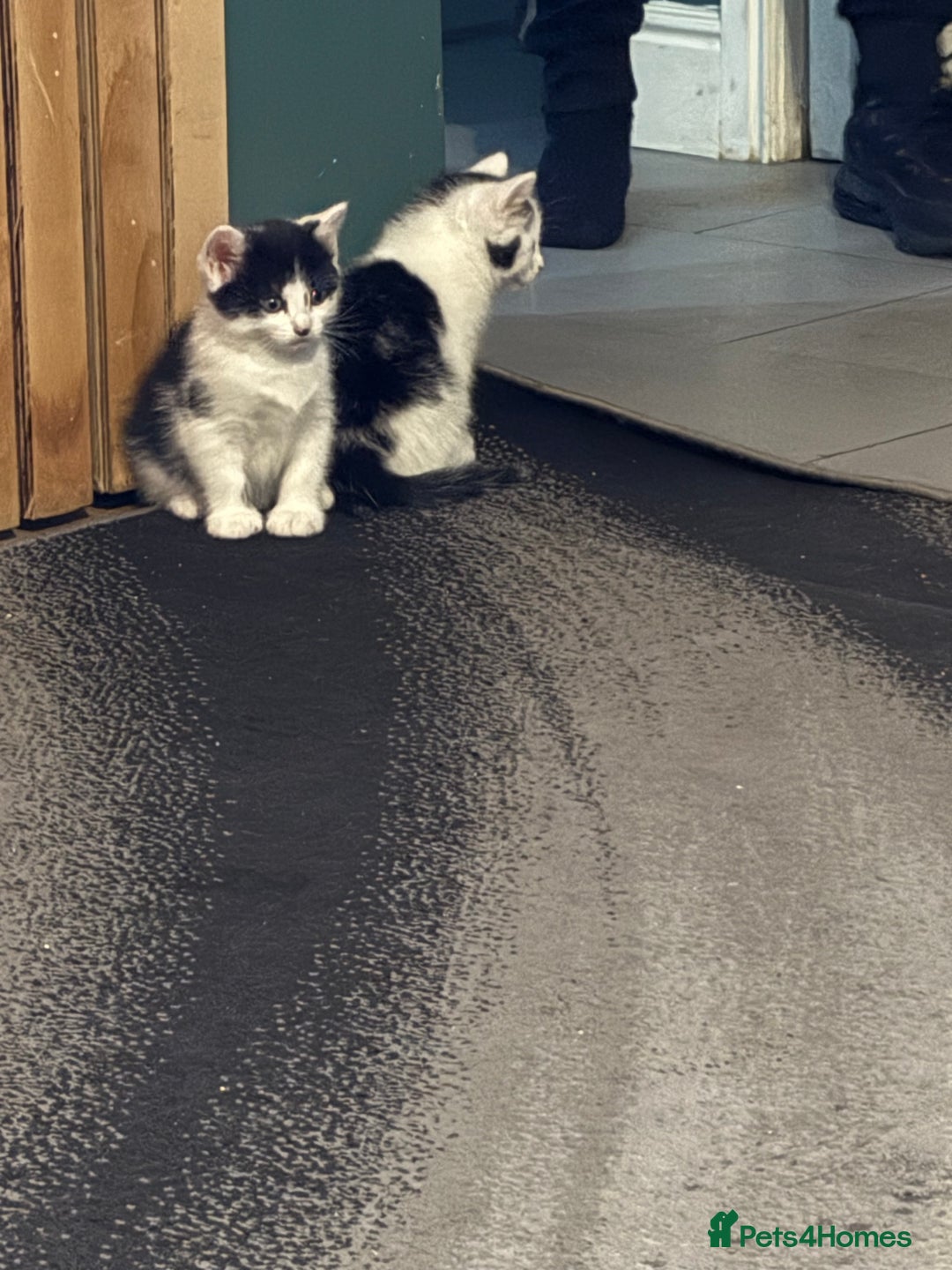 Mixed Breed cats for sale: Two kittens available for new homes  - Image 6