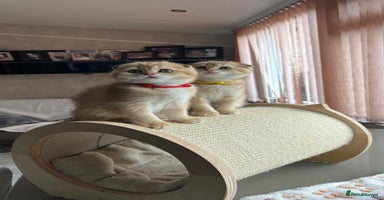 Scottish Fold cats - Advert 10
