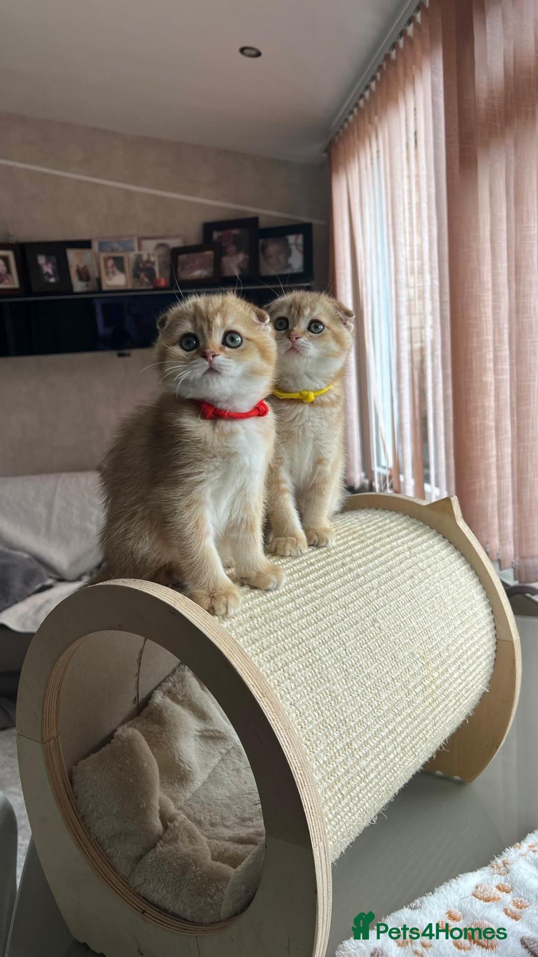 Scottish Fold cats for sale: Beautiful TICA-Reg Scottish Fold Girls - Image 2