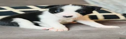 Border Collie dogs for sale: Pure Bred Border Collie Puppies For Sale - Advert 21