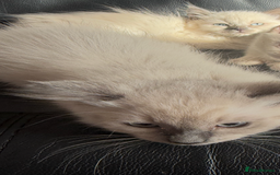 Ragdoll cats for sale: ADORABLE RAGDOLL POLYDACTYL KITTENS - READY NOW - Image 7