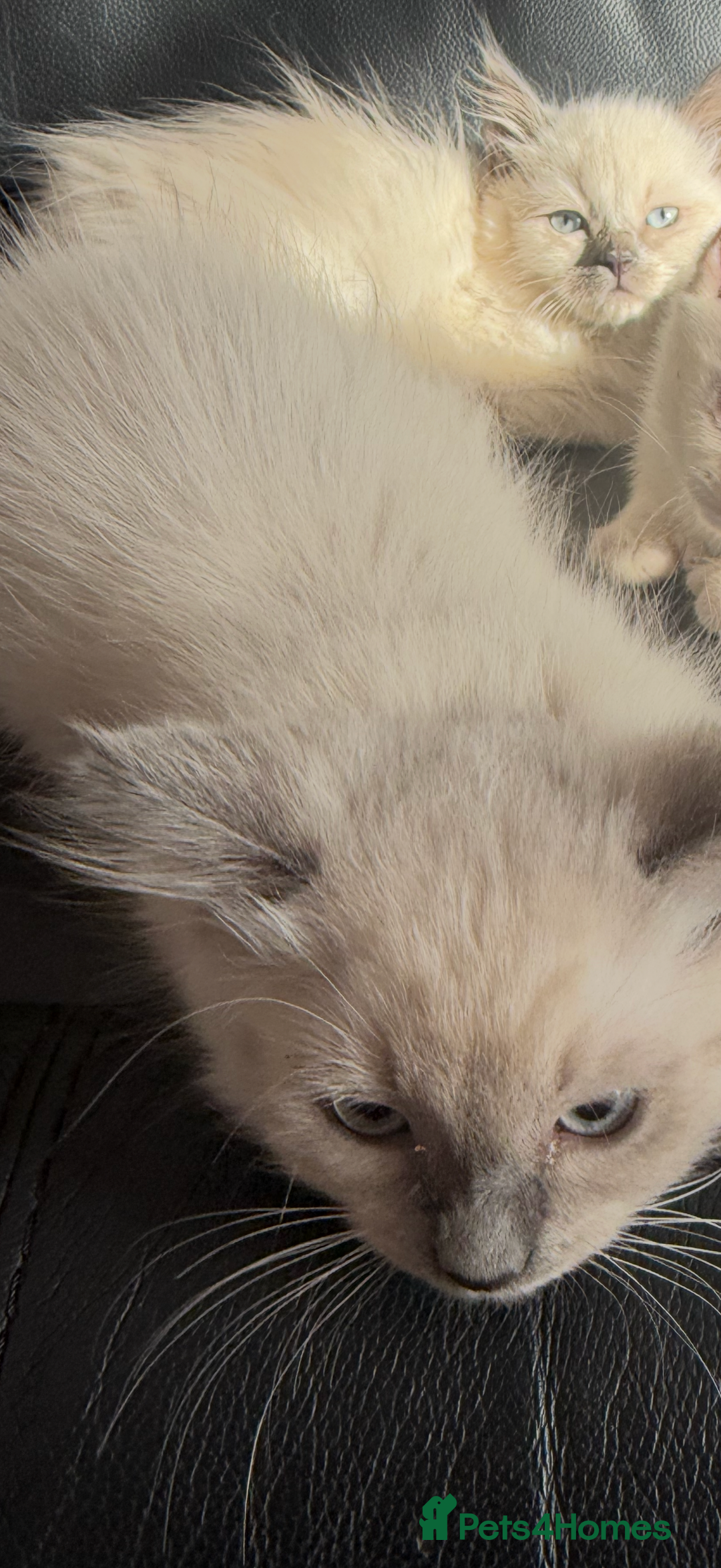 Ragdoll cats for sale: ADORABLE RAGDOLL POLYDACTYL KITTENS - READY NOW - Image 7