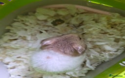 Hamster rodents for sale: Mixes Hamster Syrian in Thornton Heath - Image 8