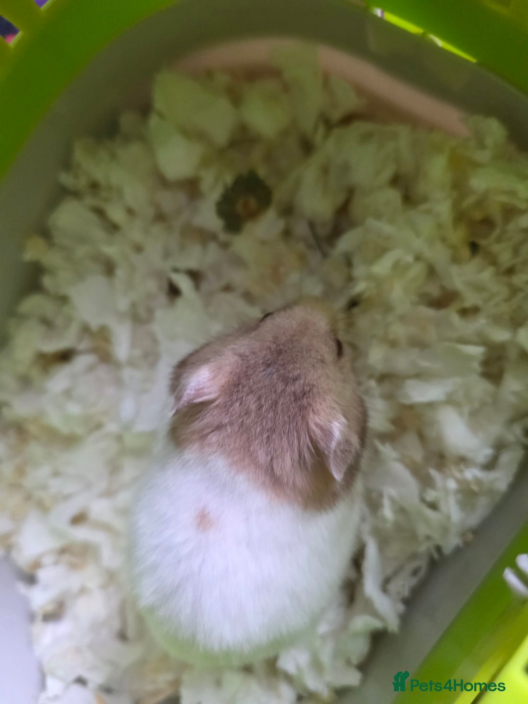 Hamster rodents for sale: Mixes Hamster Syrian in Thornton Heath - Image 8