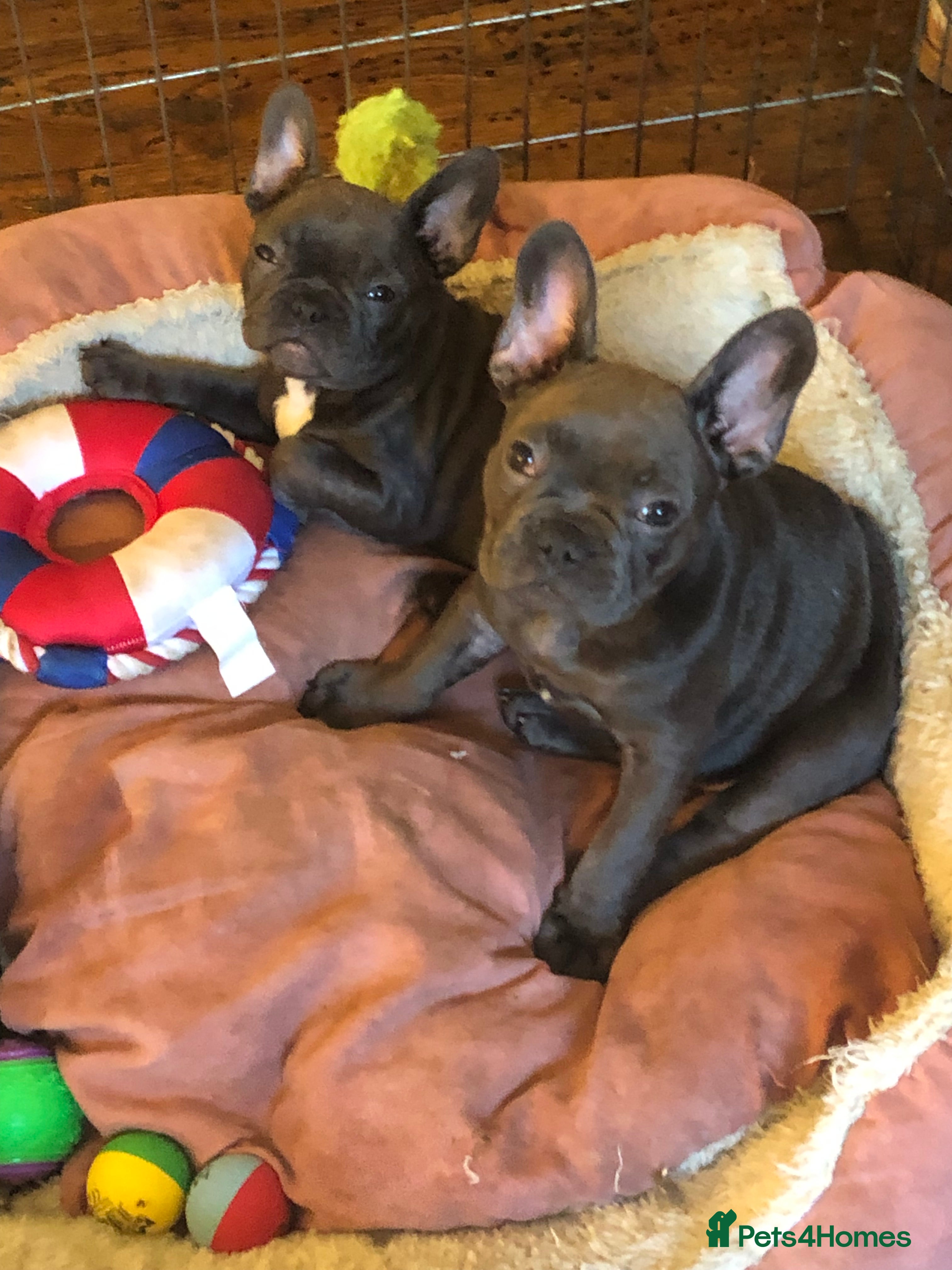 French Bulldog dogs QUALITY SOLID BLUE FRENCH BULLDOG PUPPIES  - Advert 4