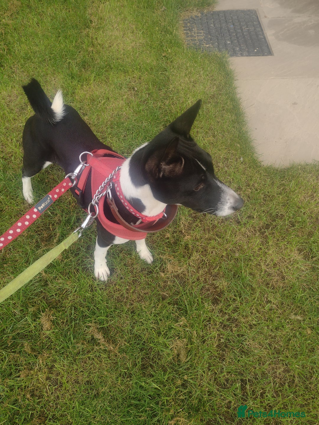 Basenji dogs for stud: Basenji proven at stud in Llanymynech - Image 2