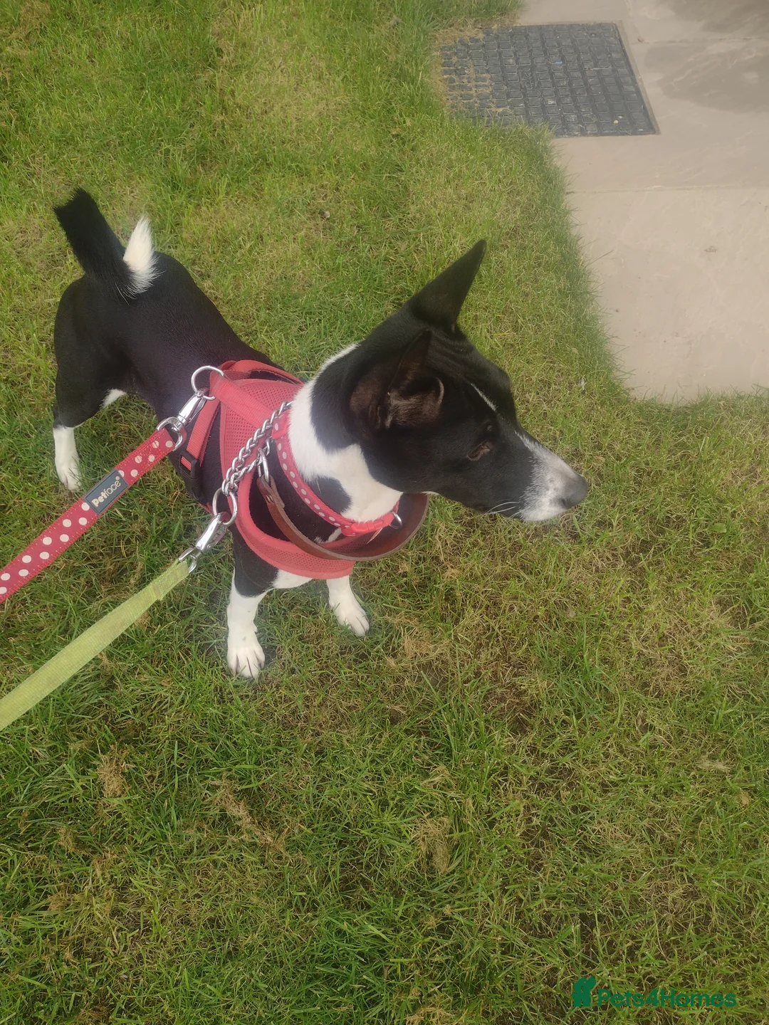 Basenji dogs for stud: Basenji proven at stud in Llanymynech - Advert 2