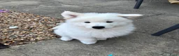 Samoyed dogs for sale: Adorable Samoyed male puppy  - Advert 4