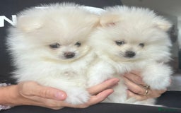 Pomeranian dogs for sale: Adorable White Teddy-Bear Pom Puppies! - Image 39