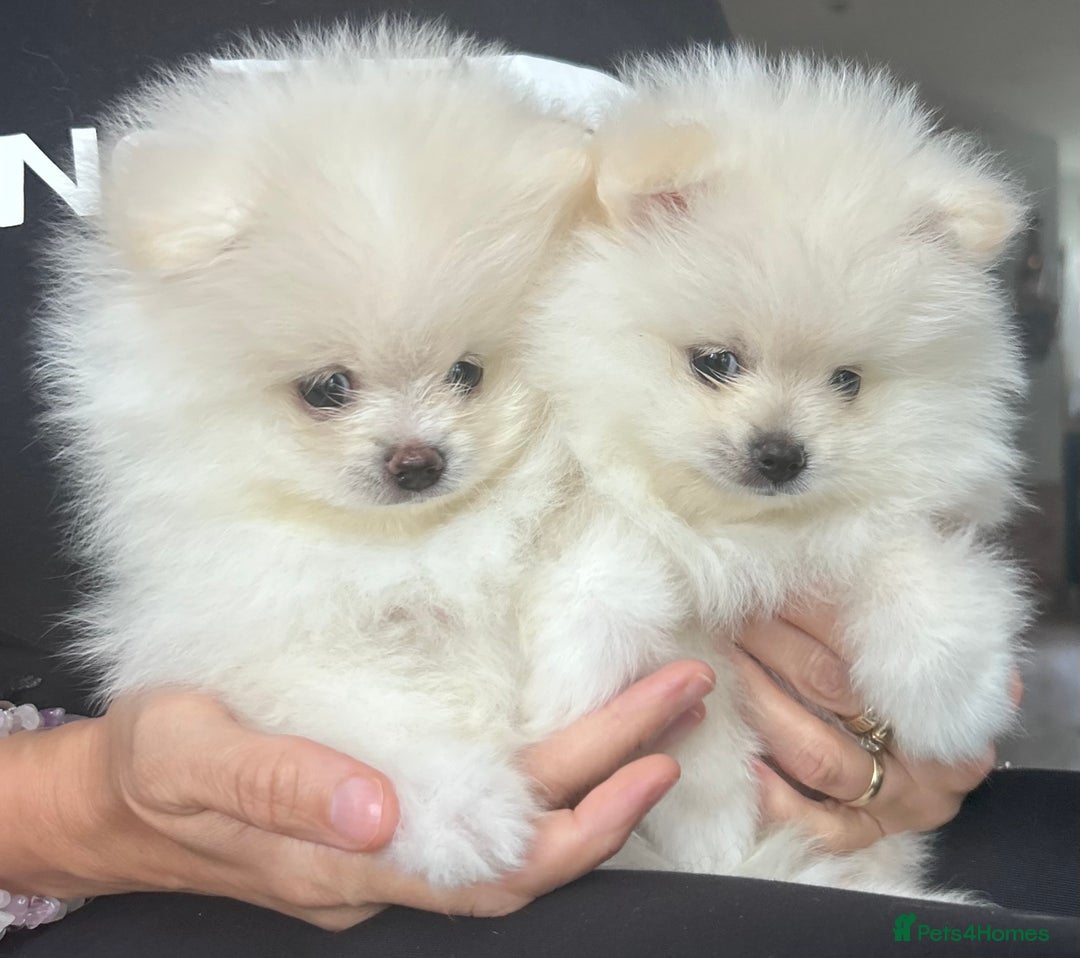Pomeranian dogs for sale: Adorable White Teddy-Bear Pom Puppies! - Image 39