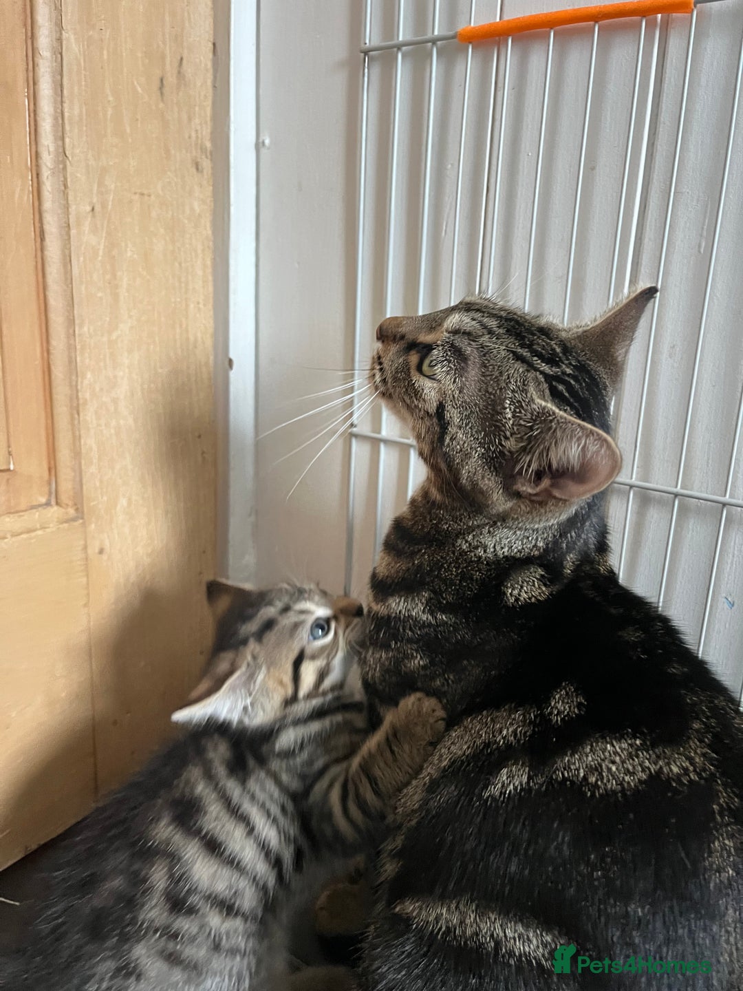 Bengal cats for sale: Bengal mix - Image 22
