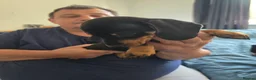 Dachshund dogs for sale: Stunning Standard Smooth hair Dachshund Puppies. - Advert 18
