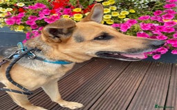 Mixed Breed dogs for adoption: Stunning Alfonz ready for love - Image 6