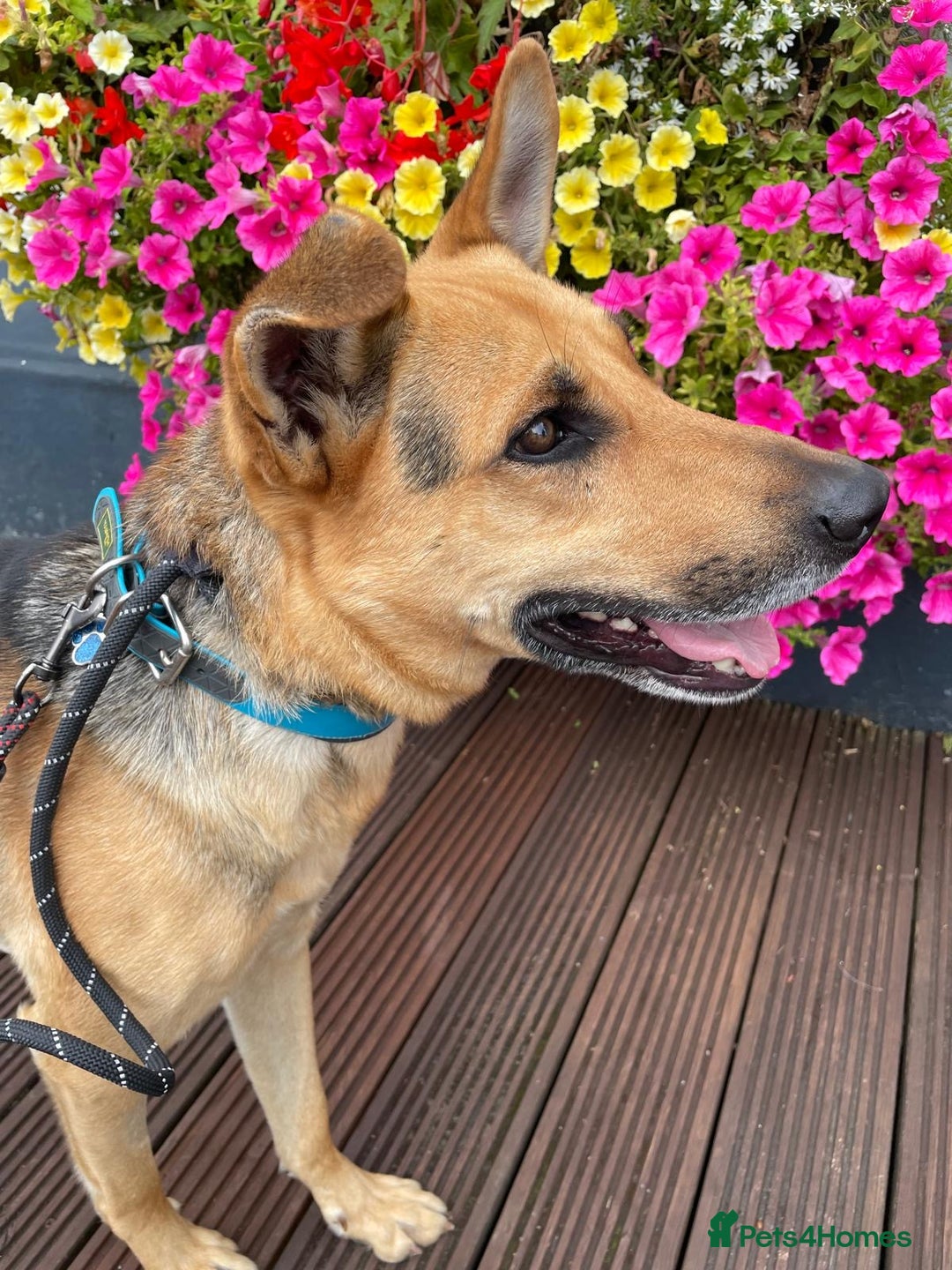 Mixed Breed dogs for adoption: Stunning Alfonz ready for love - Image 6