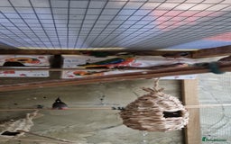 Finches birds for sale: Benghal and Helans finches for sale in E12 - Advert 14