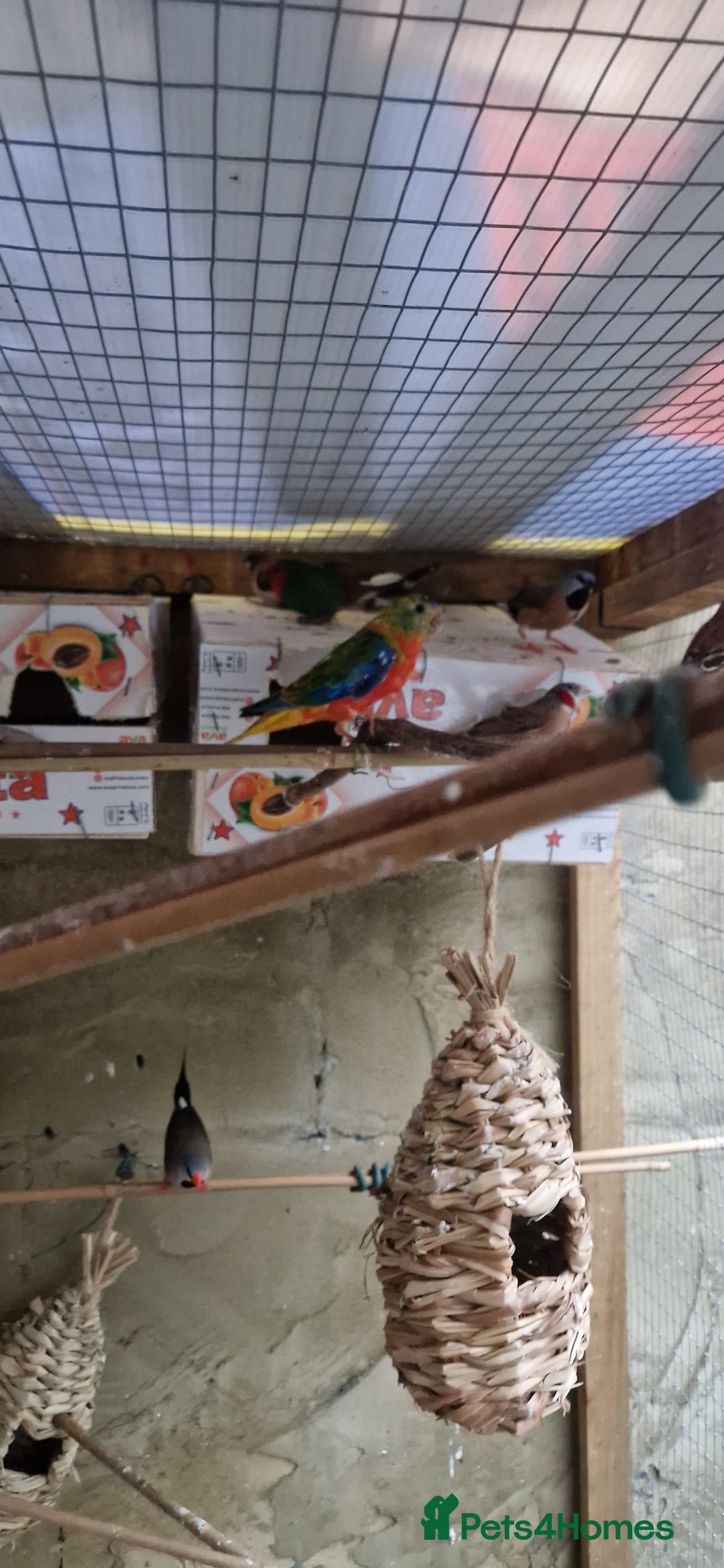 Finches birds for sale: Benghal and Helans finches for sale in E12 - Advert 14