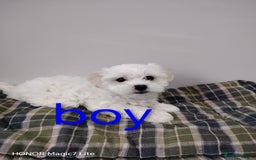 Maltese dogs for sale: Pure Maltese puppies❤️💙 - Image 8