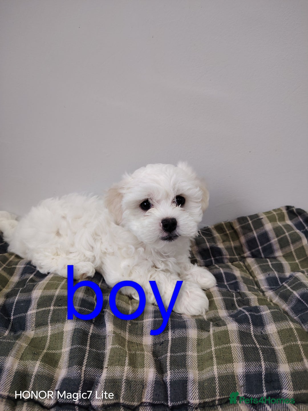 Maltese dogs for sale: Pure Maltese puppies❤️💙 - Image 8