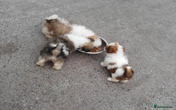 Shih Tzu dogs for sale: STUNNING HEALTH CHECKED PUPPIES  - Image 6