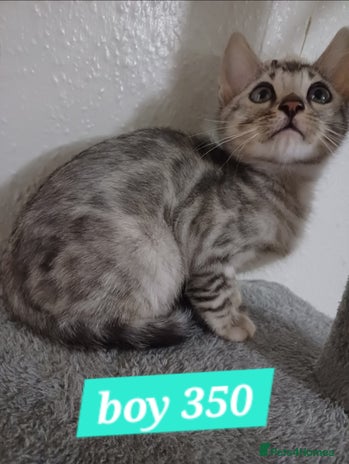 Mixed Breed cats Bengal beauties *Ready* - Advert 1