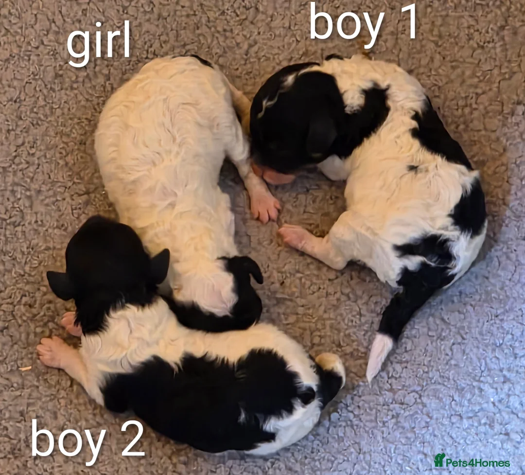 Toy Poodle dogs for sale: Stunning Toy Poodle Pups - Advert 11