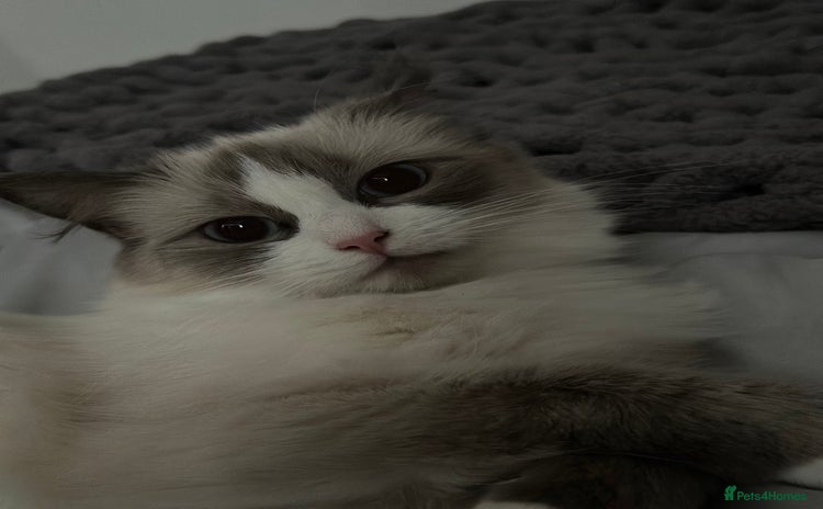 Ragdoll cats - Advert 1