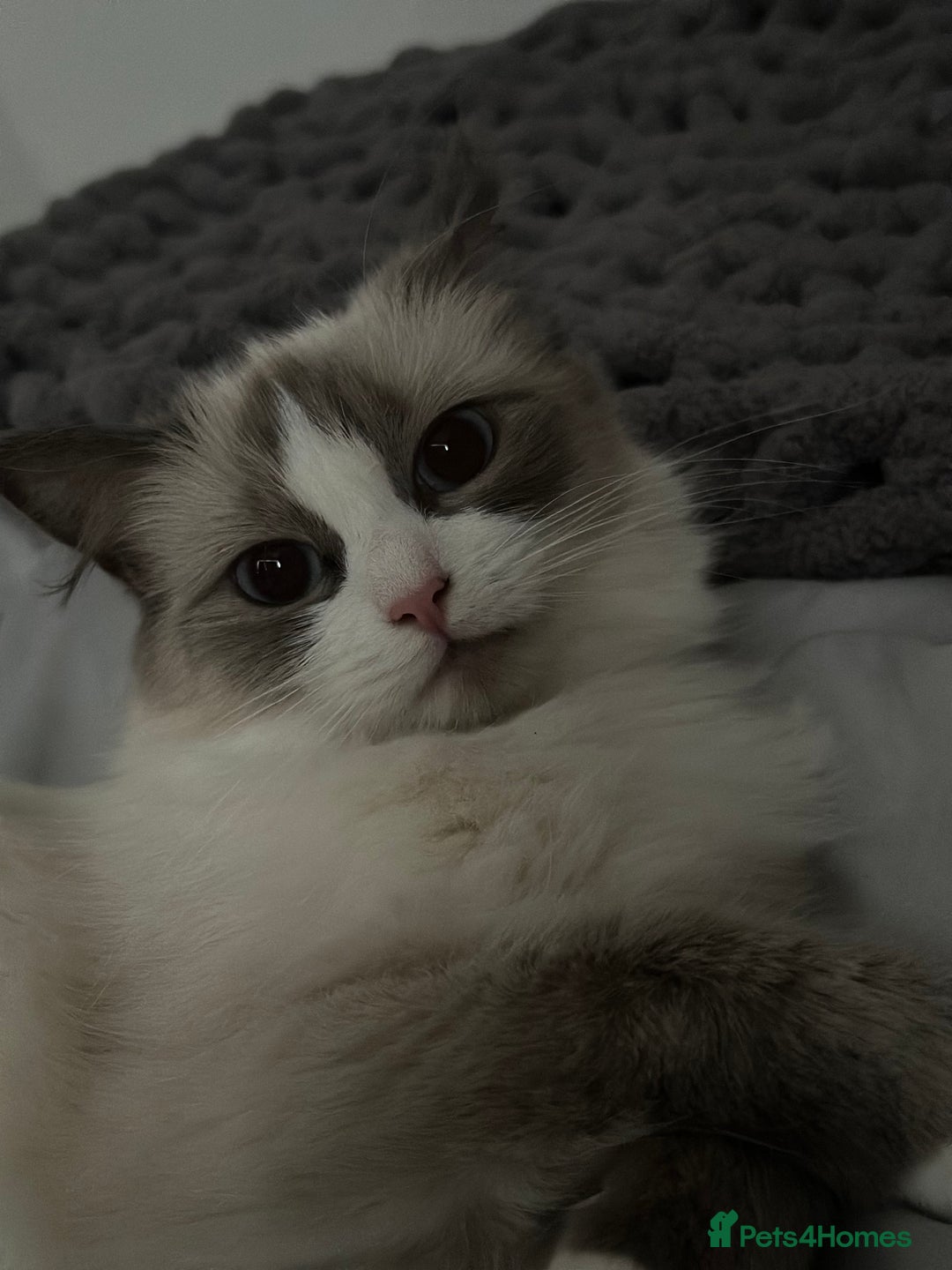 Ragdoll cats for sale: Adult female ragdoll - Image 1
