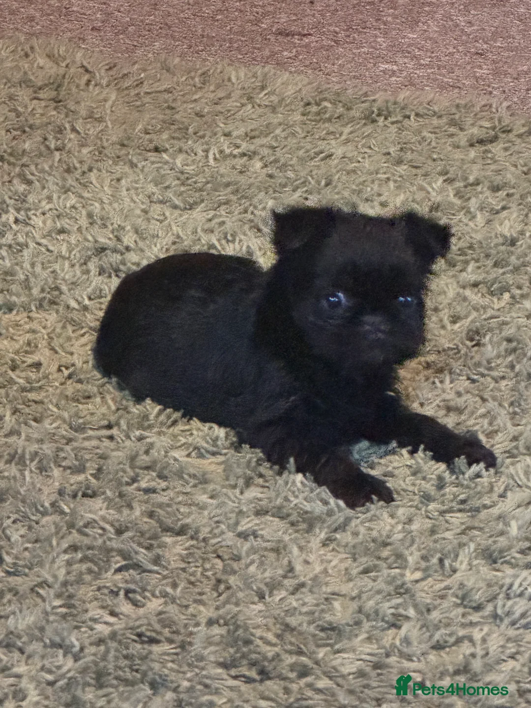Griffon Bruxellois dogs for sale: Beautiful Rough coated Brussels Griffons  - Advert 10