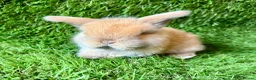 Mini Lop rabbits for sale: Stunning Mini Lops - Advert 3